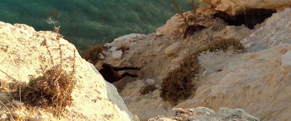 At a view point off the winding costal road we came across a group of goats darting from crumbling rock to another to reach the few plants growing on this weather worn cliff. You have to respect their agility!