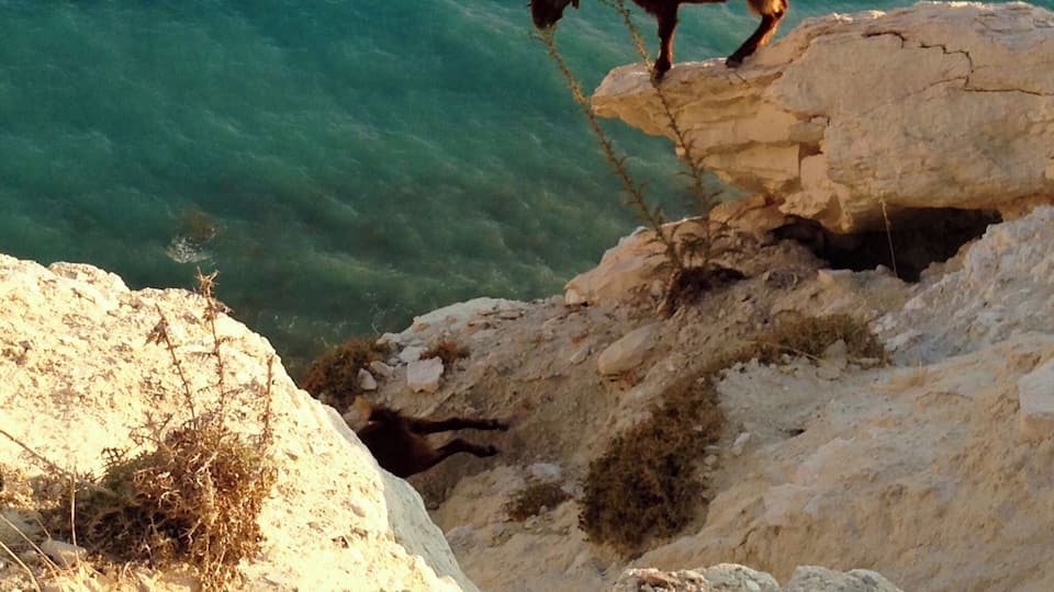 At a view point off the winding costal road we came across a group of goats darting from crumbling rock to another to reach the few plants growing on this weather worn cliff. You have to respect their agility!