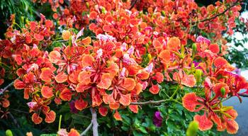 Colorful red flowers of Flam-boyant, The Flame tree, Royal poinciana (Delonix Regia