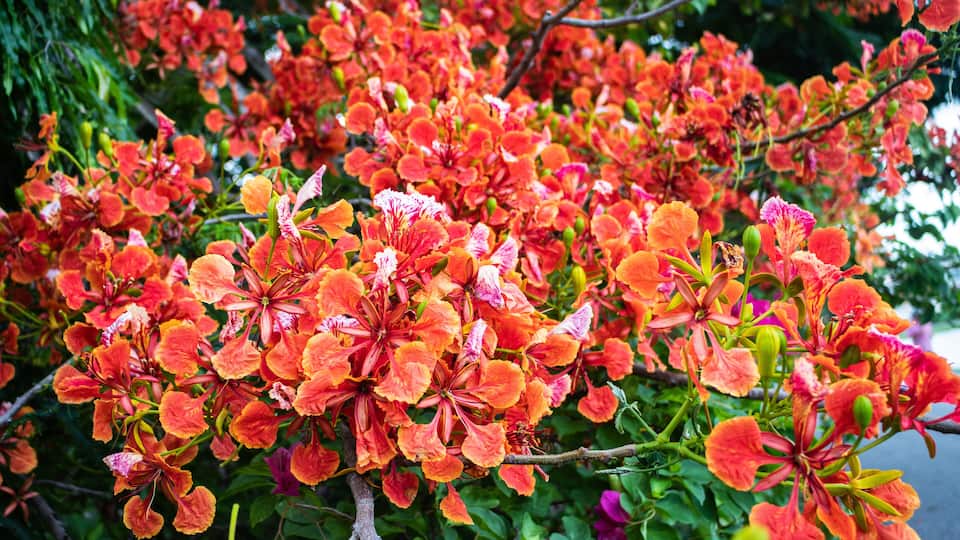 Colorful red flowers of Flam-boyant, The Flame tree, Royal poinciana (Delonix Regia (Hook.) Raf) are blooming on the branches of tree in nature park
