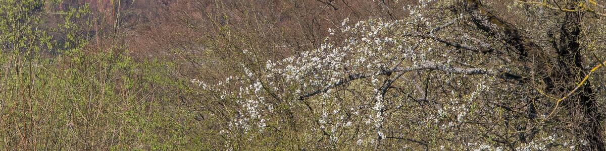 Neckargemünd/Dilsberg, Baden-Württemberg. View from infront of the townwall over the river Neckar onto Ruin castle Schadeck in Neckarsteinach/Hessen