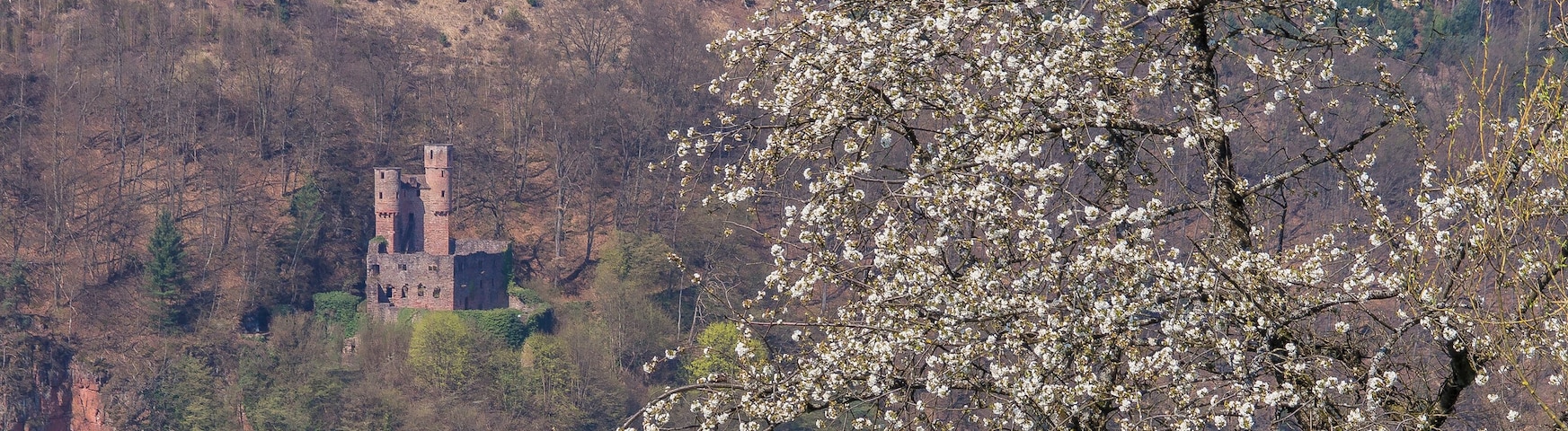 Neckargemünd/Dilsberg, Baden-Württemberg. View from infront of the townwall over the river Neckar onto Ruin castle Schadeck in Neckarsteinach/Hessen