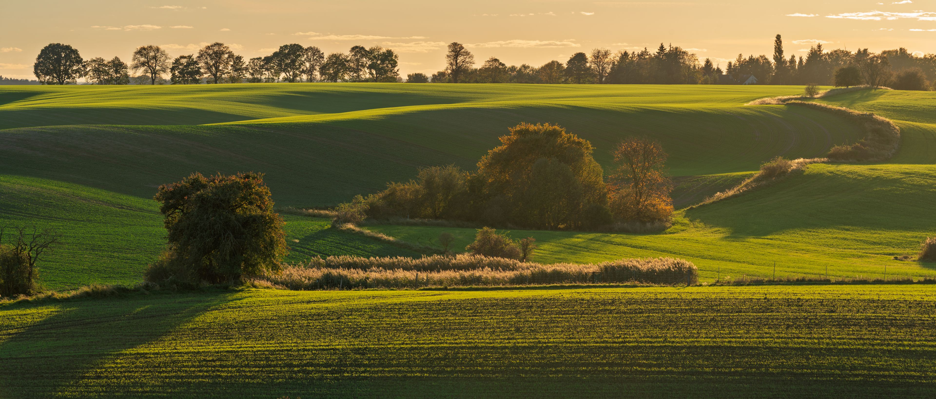 Welliges, grünes Hügelland, eine kleine Baumgruppe und eine entfernte Baumreihe unter blauem Himmel.