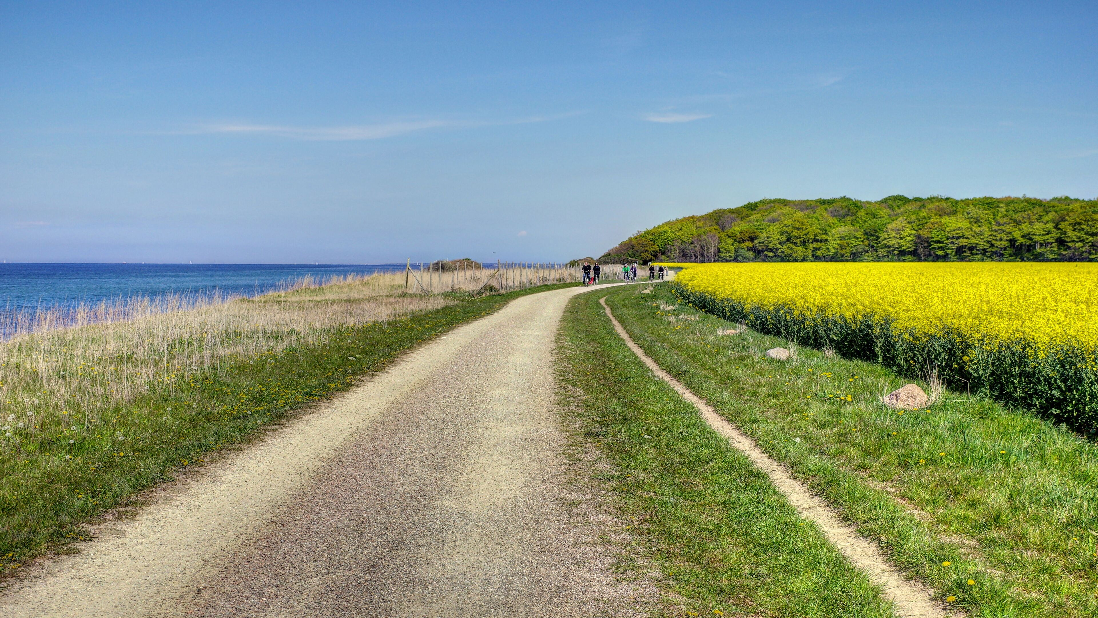 A gravel path alongside a field of yellow flowers, a body of water, and a green hill in the distance.