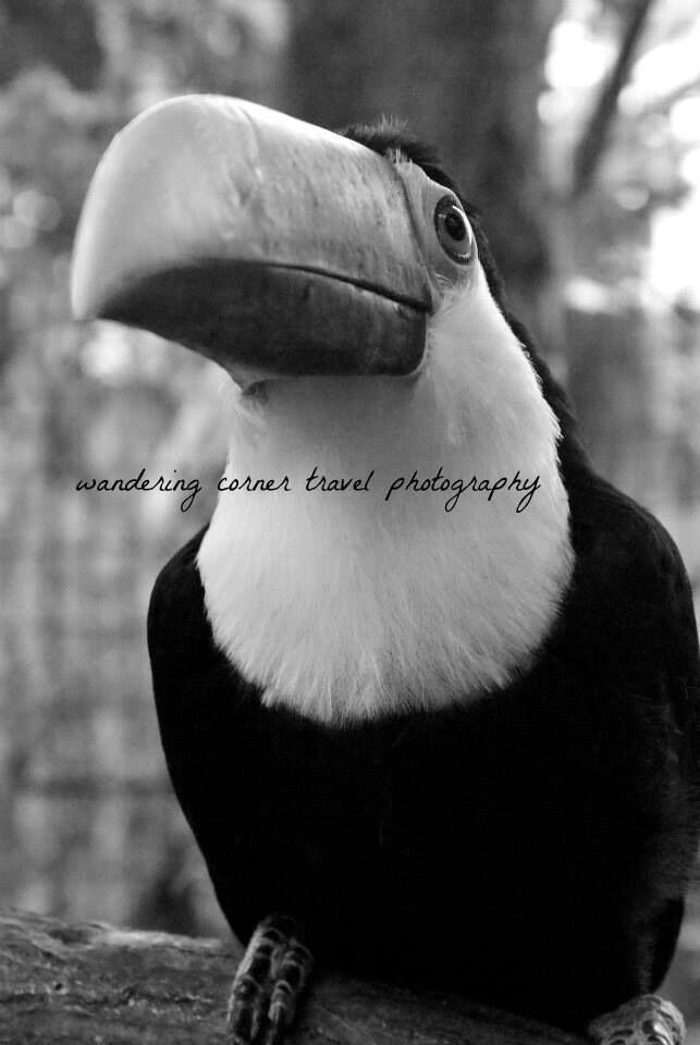 The Tucan, one of the pride of Costa Rica!