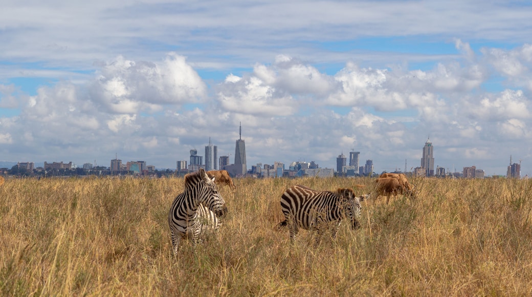wild game and city skyline, savannah animals eat grass in Nairobi National Park, Africa, with Nairobi skyscrapers skyline panorama in the background