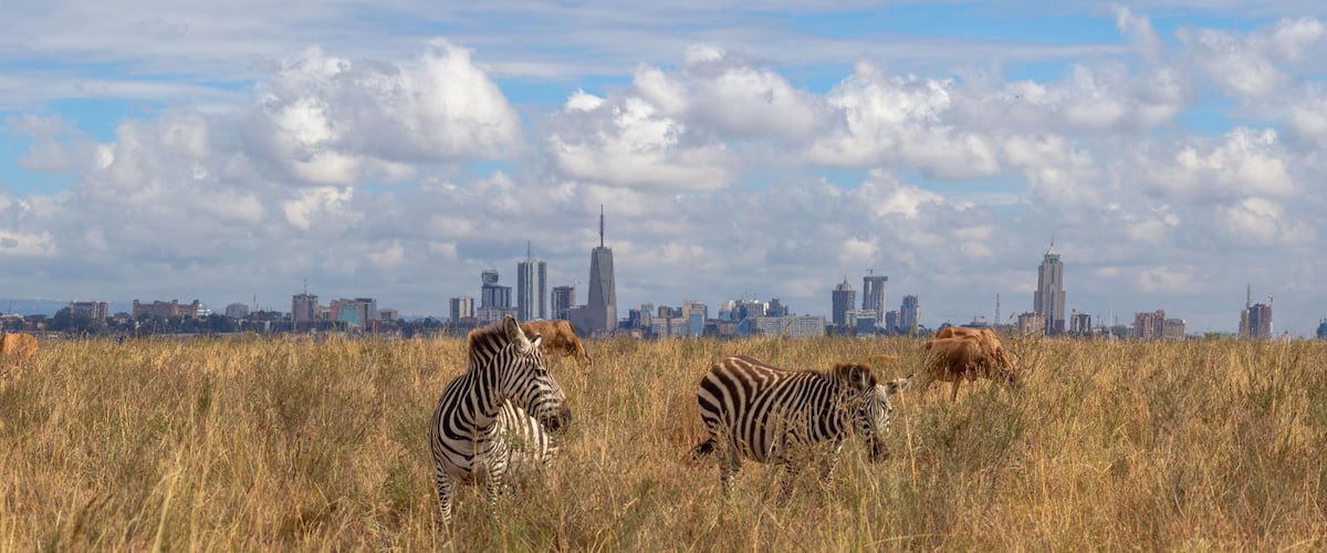 wild game and city skyline, savannah animals eat grass in Nairobi National Park, Africa, with Nairobi skyscrapers skyline panorama in the background