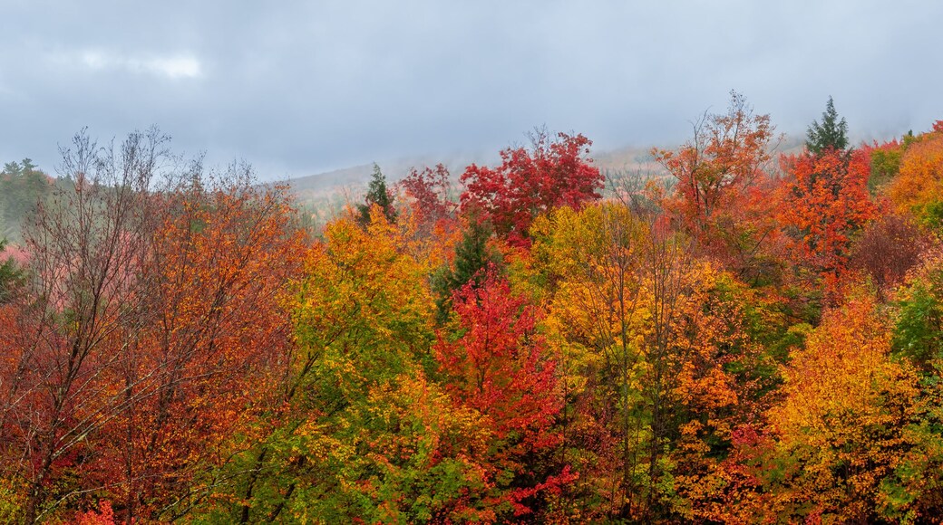 panoramic view of colorful foliage in White mountain national forest in New Hampshire along Kancamagus highway