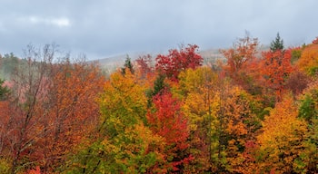 panoramic view of colorful foliage in White mountain national forest in New Hampshire along Kancamagus highway