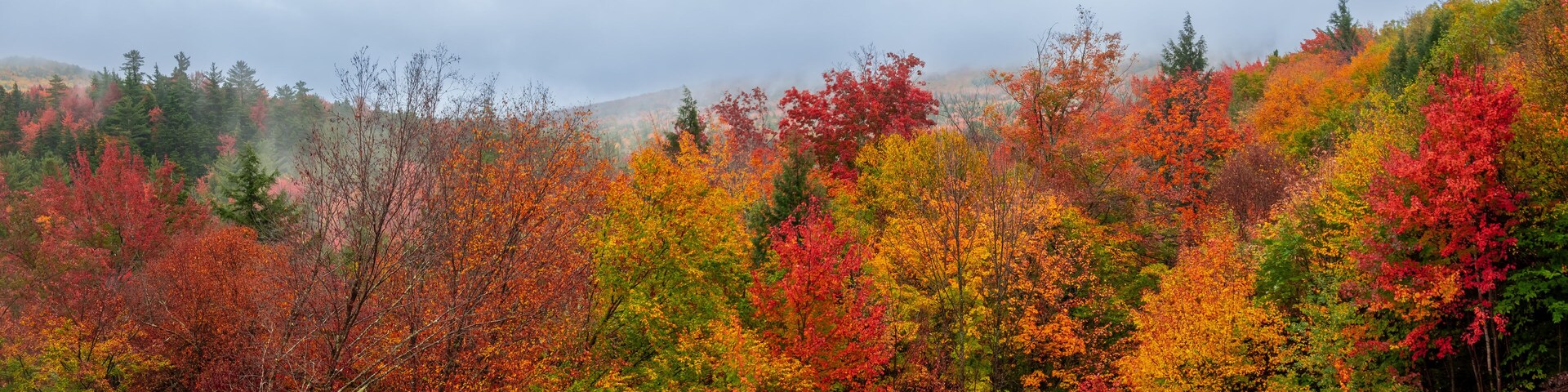 panoramic view of colorful foliage in White mountain national forest in New Hampshire along Kancamagus highway