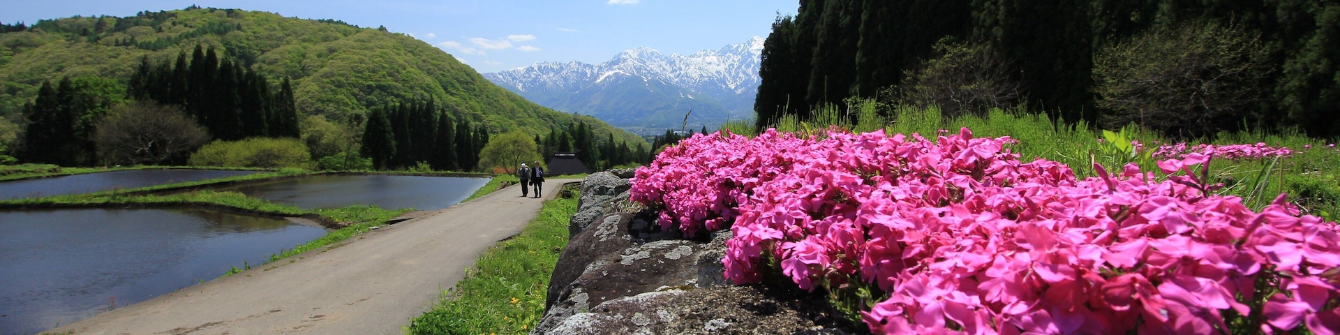 Un sentier pittoresque longeant un lac, avec des fleurs roses et des montagnes enneigées en arrière-plan.