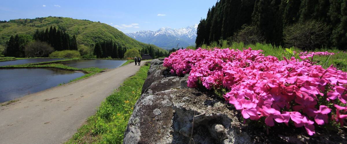 A scenic pathway alongside a lake with pink flowers and snow-capped mountains in the background.