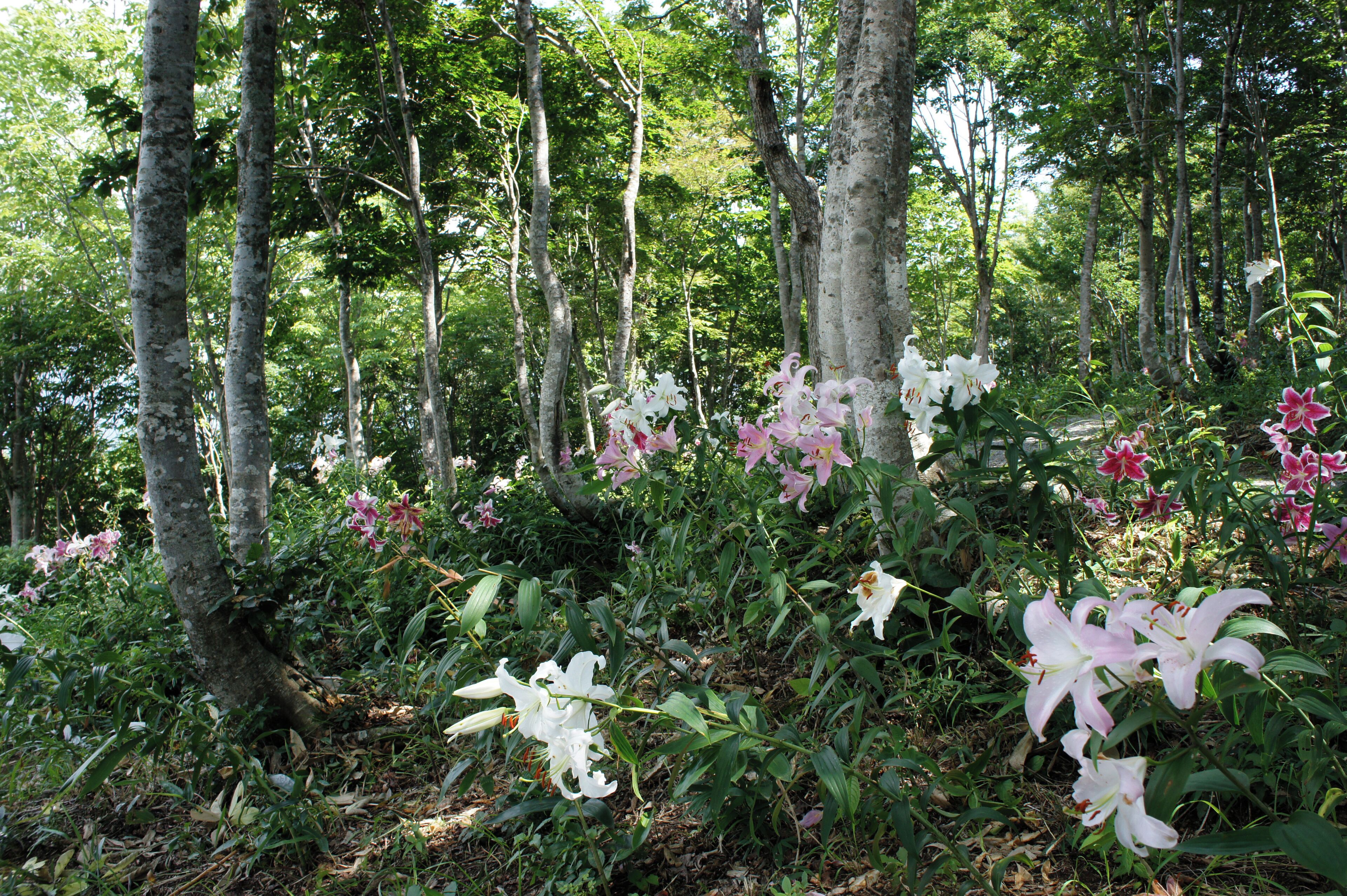 At Hakuba-Iwatake in Hakuba, Nagano prefecture, Japan.