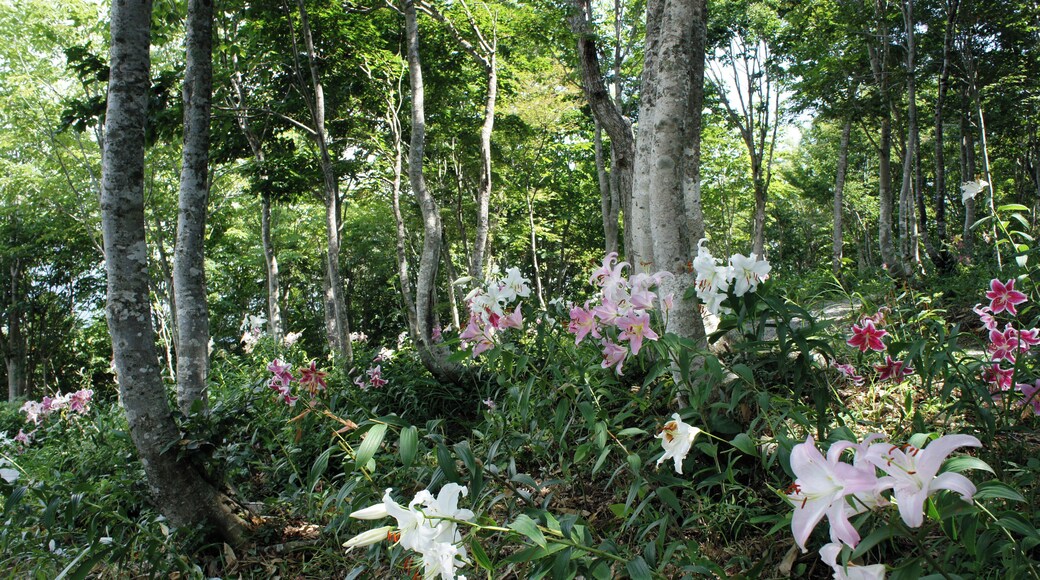 At Hakuba-Iwatake in Hakuba, Nagano prefecture, Japan.