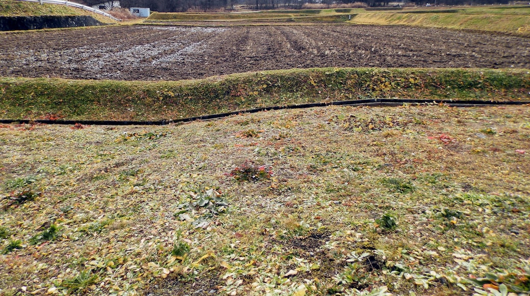 The surface displacement which has occurred to a rice paddy by Nagano-ken Kamishiro fault earthquake.