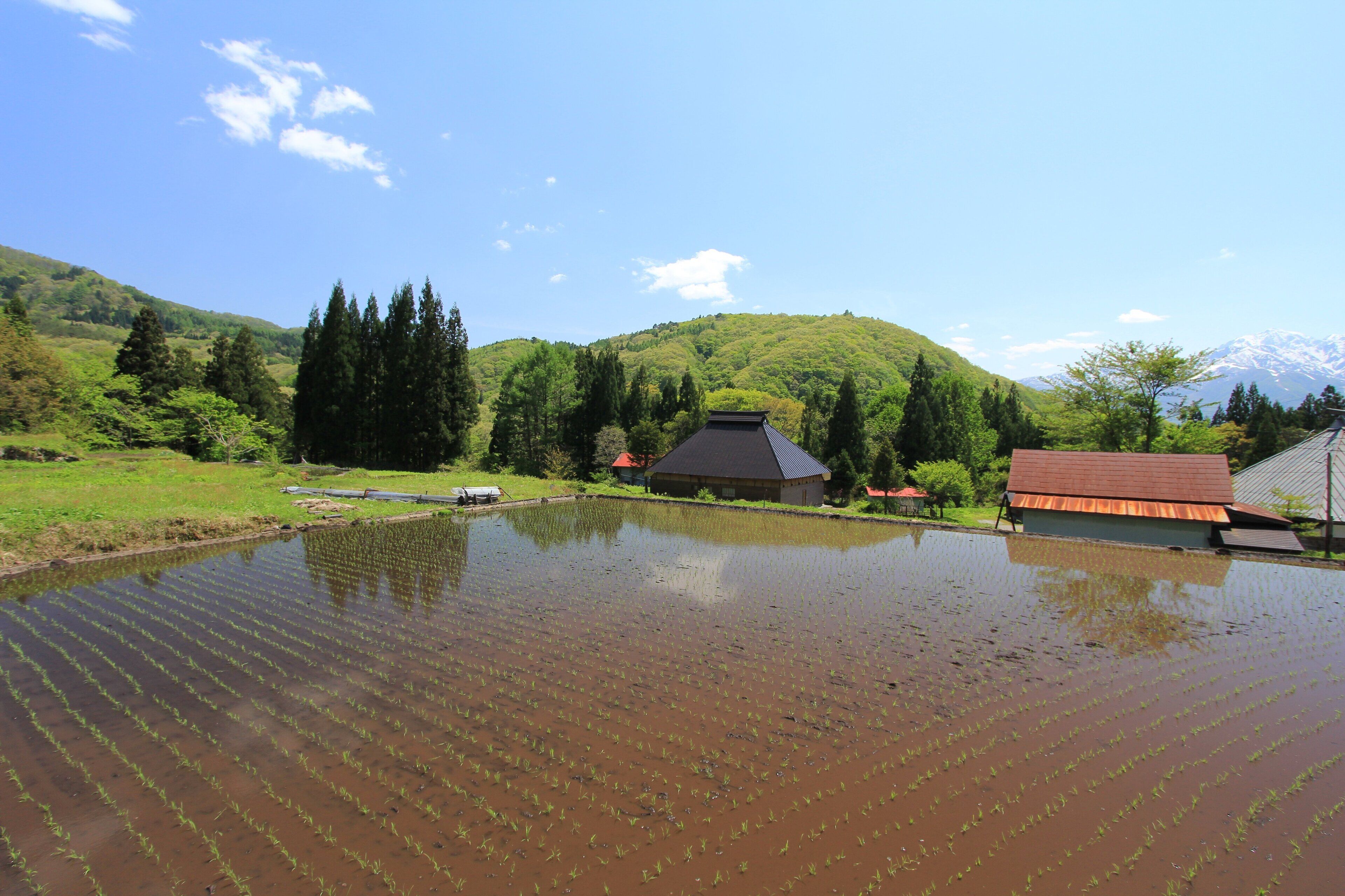 A flooded rice paddy with a traditional house and a mountain in the background.