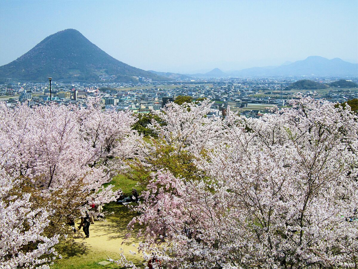 満開の桜と讃岐富士 (The view of spring from Marugame Castle) 10 Apr, 2011