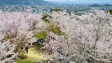 Un paisaje urbano con una montaña al fondo y flores de cerezo en primer plano.