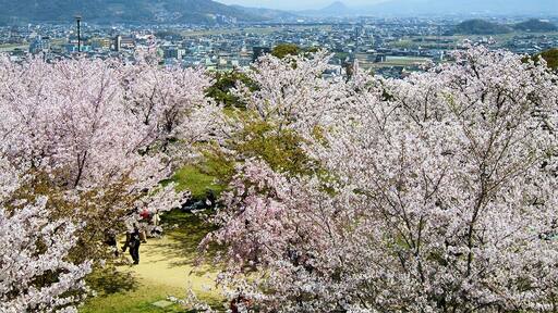 満開の桜と讃岐富士 (The view of spring from Marugame Castle) 10 Apr, 2011