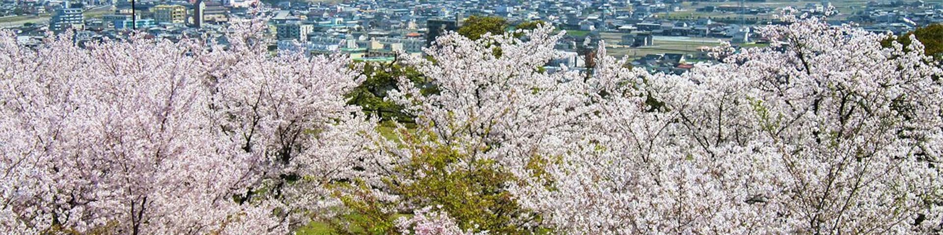 満開の桜と讃岐富士 (The view of spring from Marugame Castle) 10 Apr, 2011