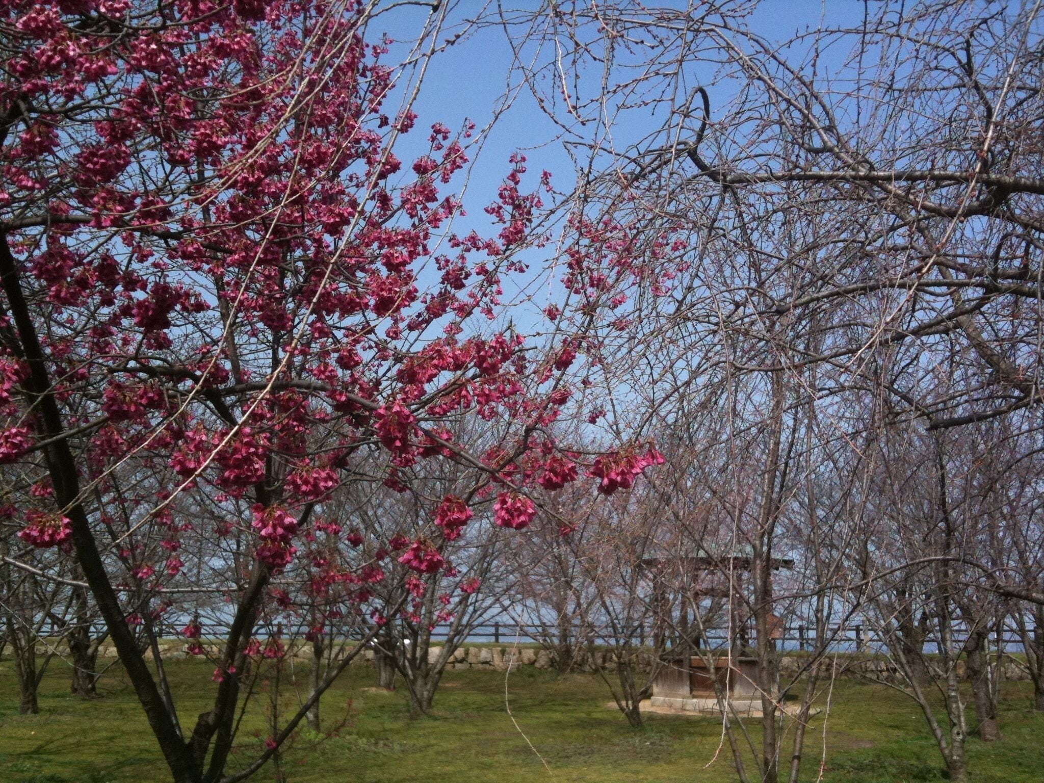 香川県丸亀市丸亀城