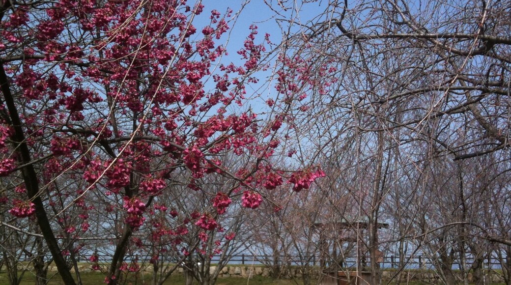 香川県丸亀市丸亀城