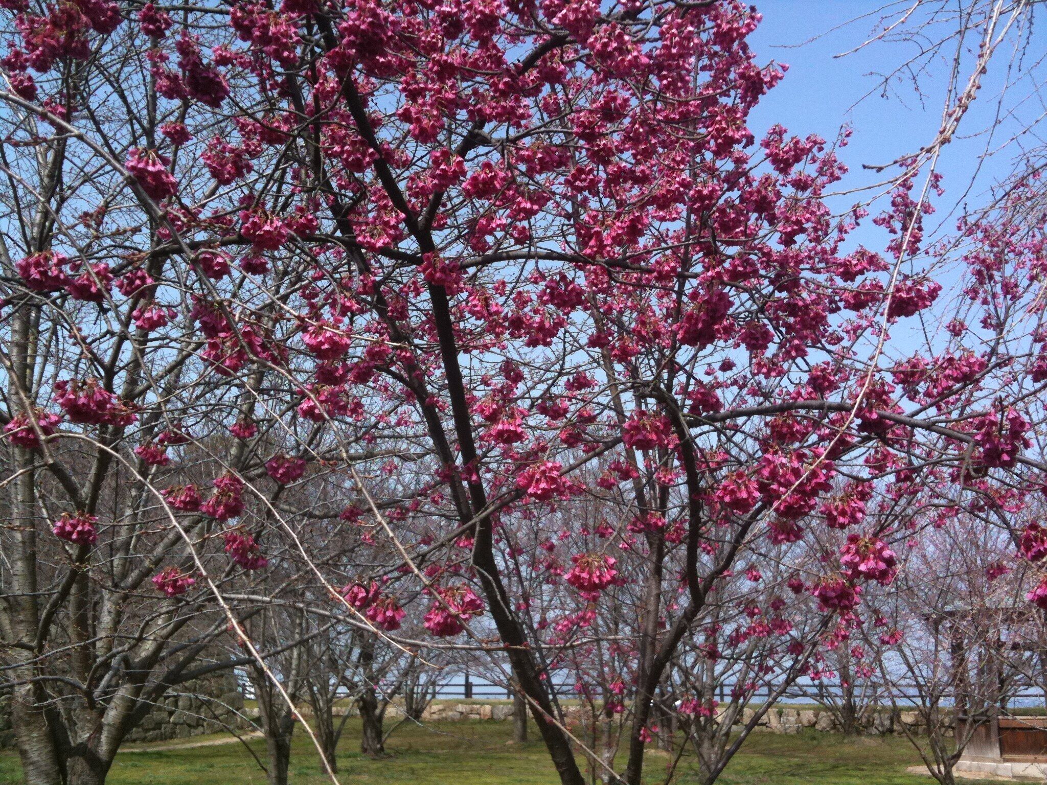香川県丸亀市丸亀城