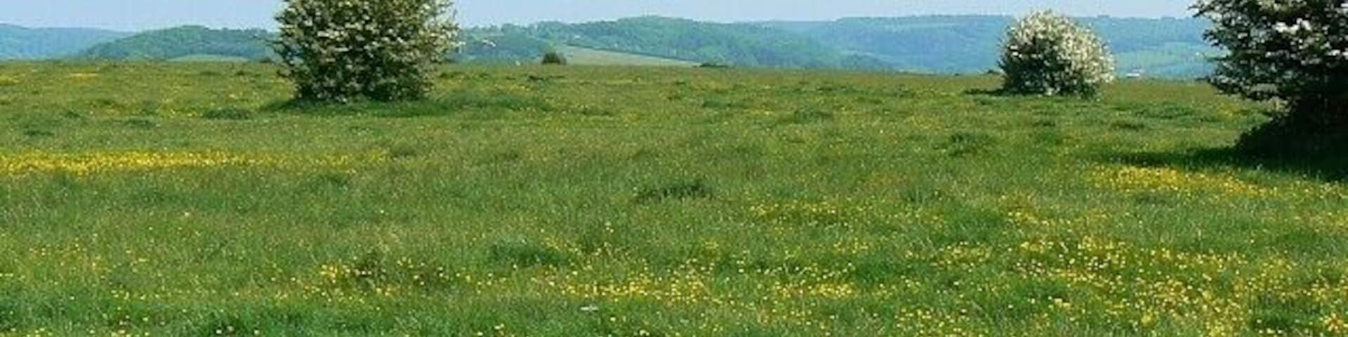 Rodborough Common, near Stroud Rodborough Common with its neighbour Minchinhampton Common comprises 350 hectares of ancient grassland just south of Stroud. It is managed by the National Trust and the commons support a diversity of flora and wildlife species. There are some glorious views from up here and it is very accessible.
