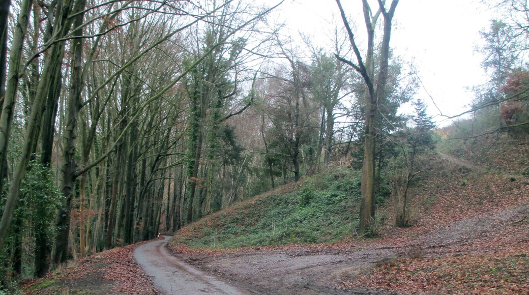 Bear Hill, Woodchester