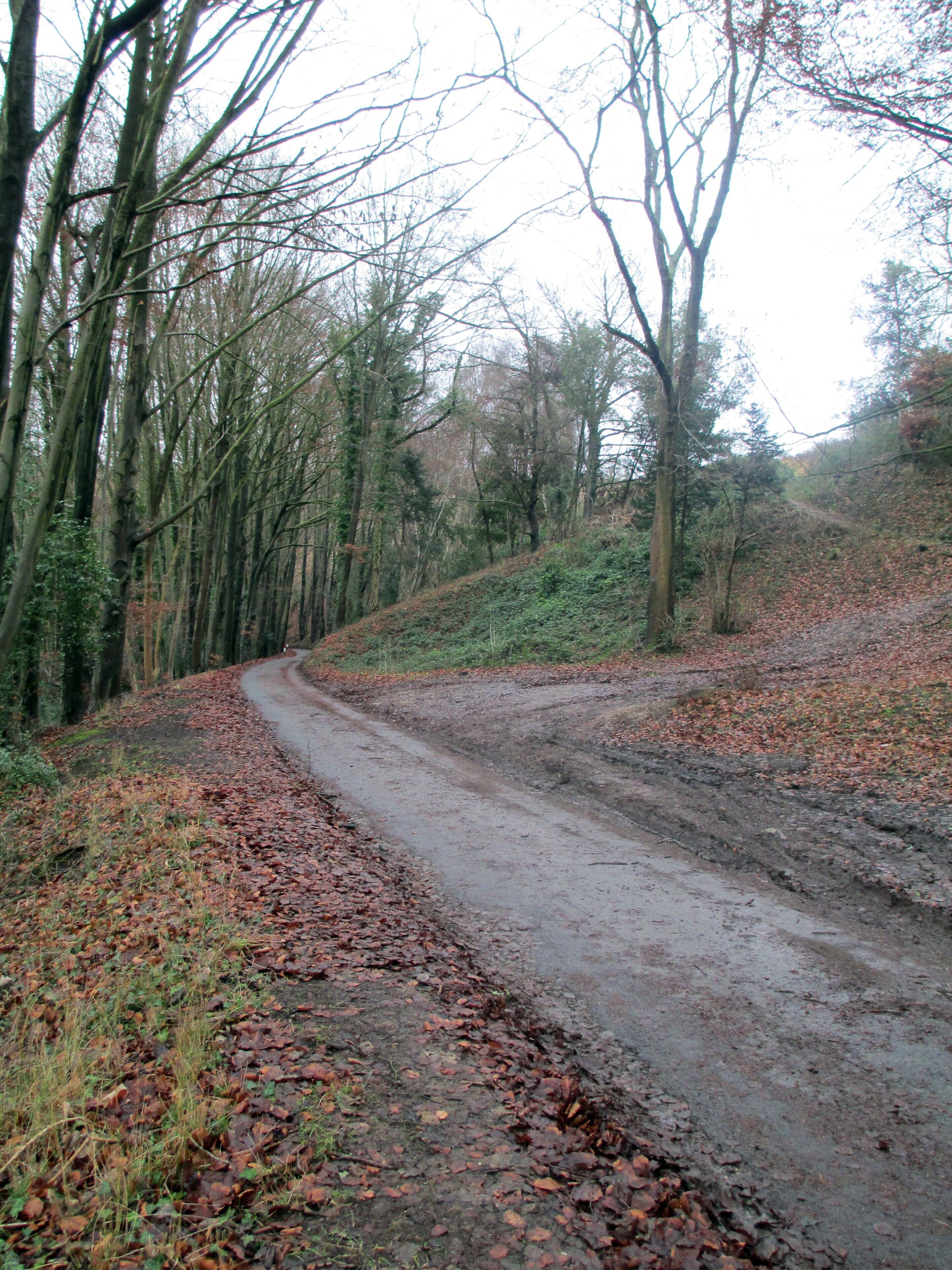 A narrow, winding road through a forest with leaf-covered ground and tall trees.