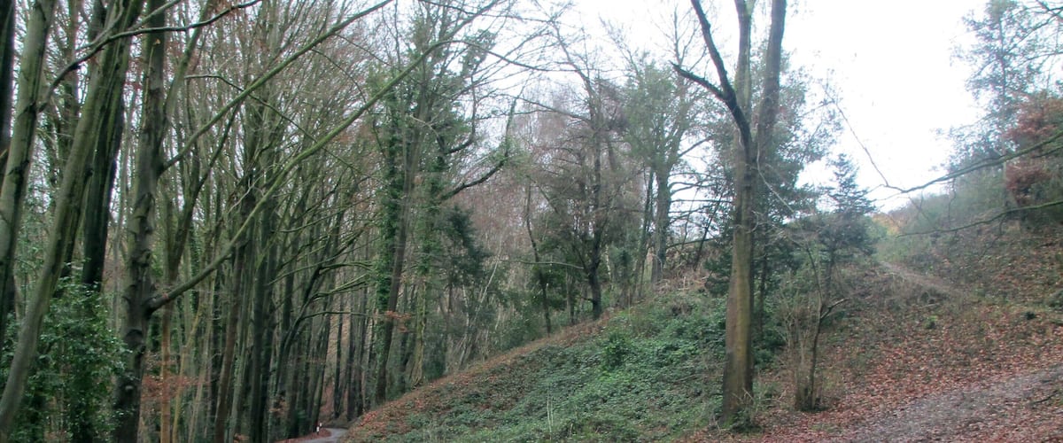 A narrow, winding road through a forest with leaf-covered ground and tall trees.