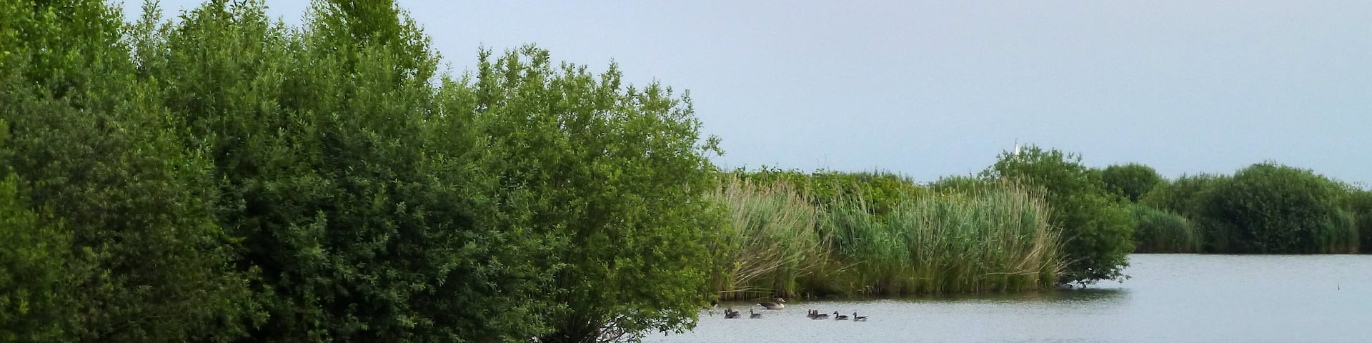 Das Naturschutzgebiet Wulveskuhlen (NSG-HA59) liegt am Ostufer des Steinhuder Meeres Hier erkennt man eine verlandende Insel mit Gebüsch und Schilf.