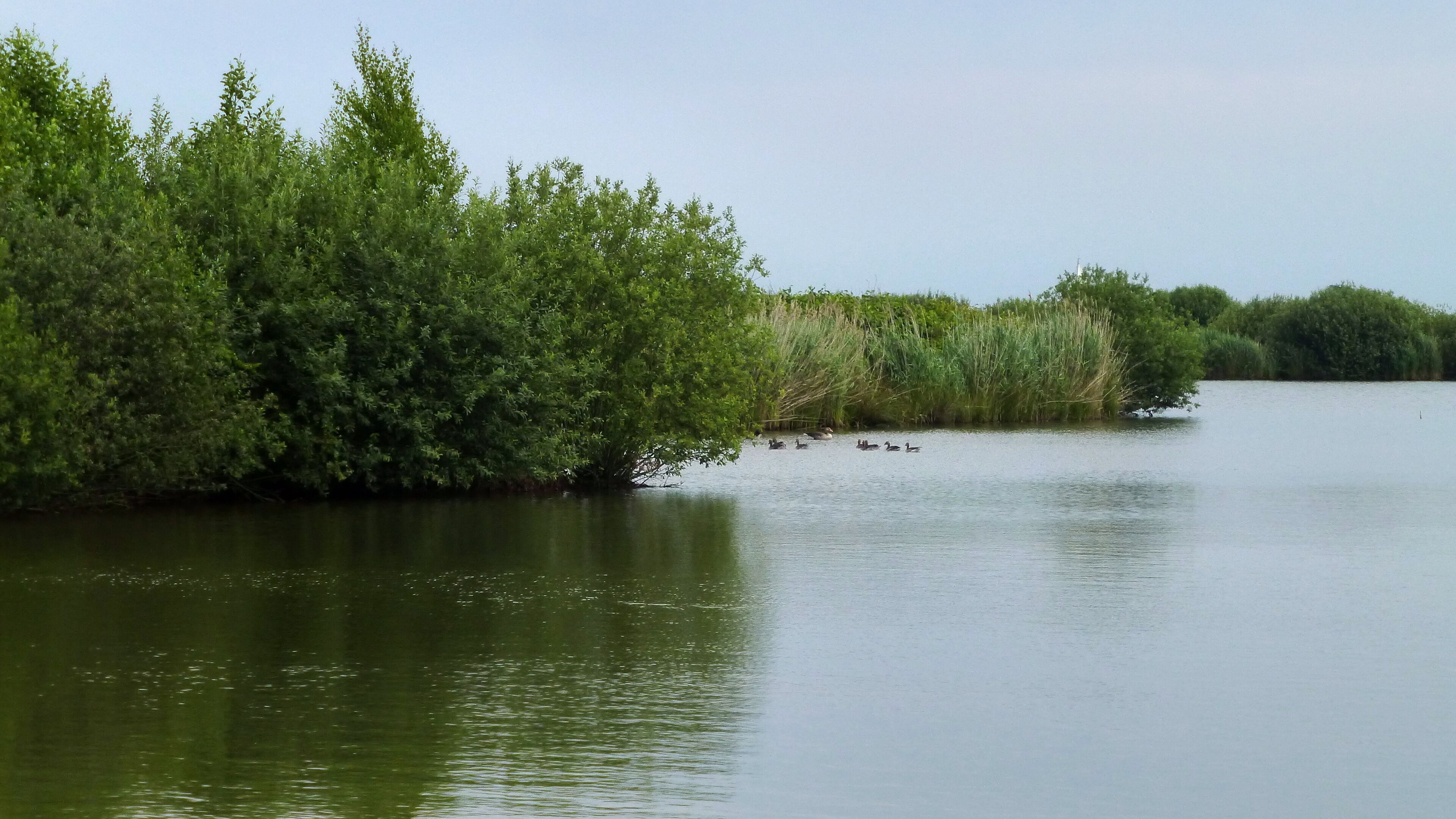A calm river with ducks swimming, surrounded by dense green foliage.