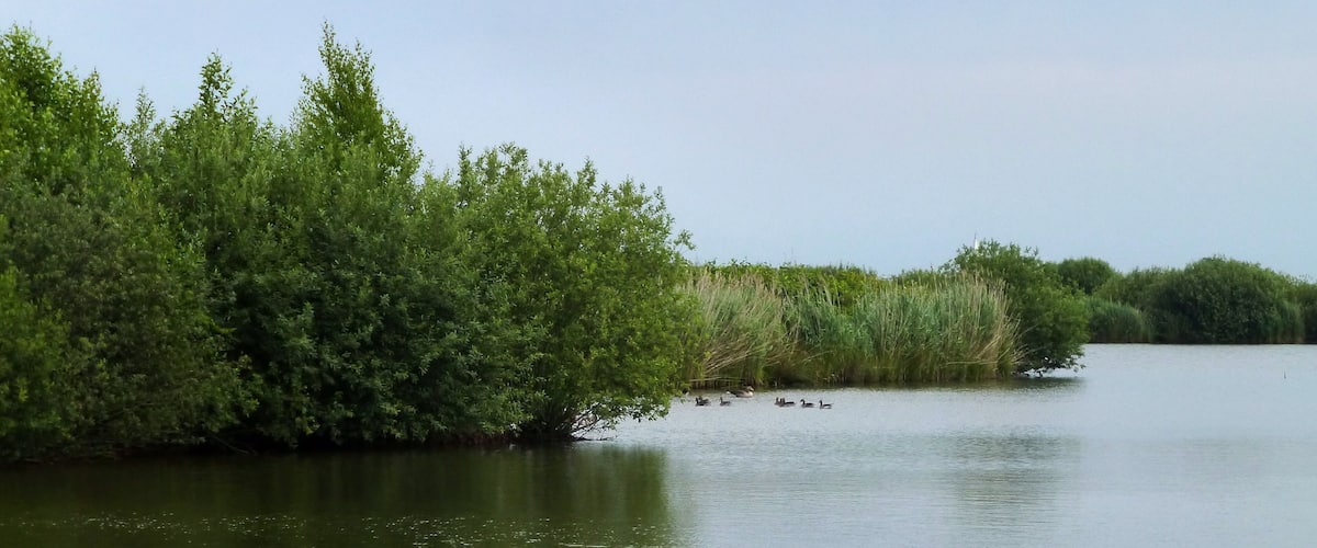 A calm river with ducks swimming, surrounded by dense green foliage.