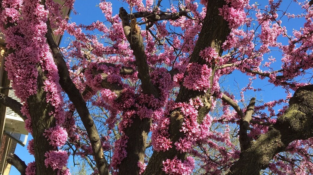 Bloom from anywhere on the tree ...