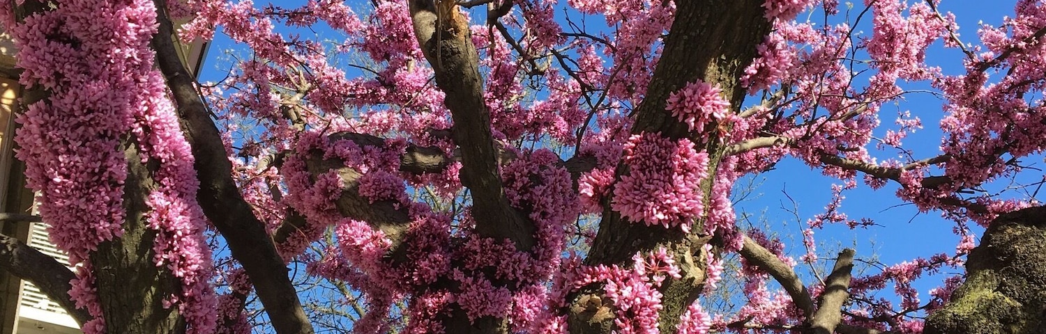 Bloom from anywhere on the tree ...