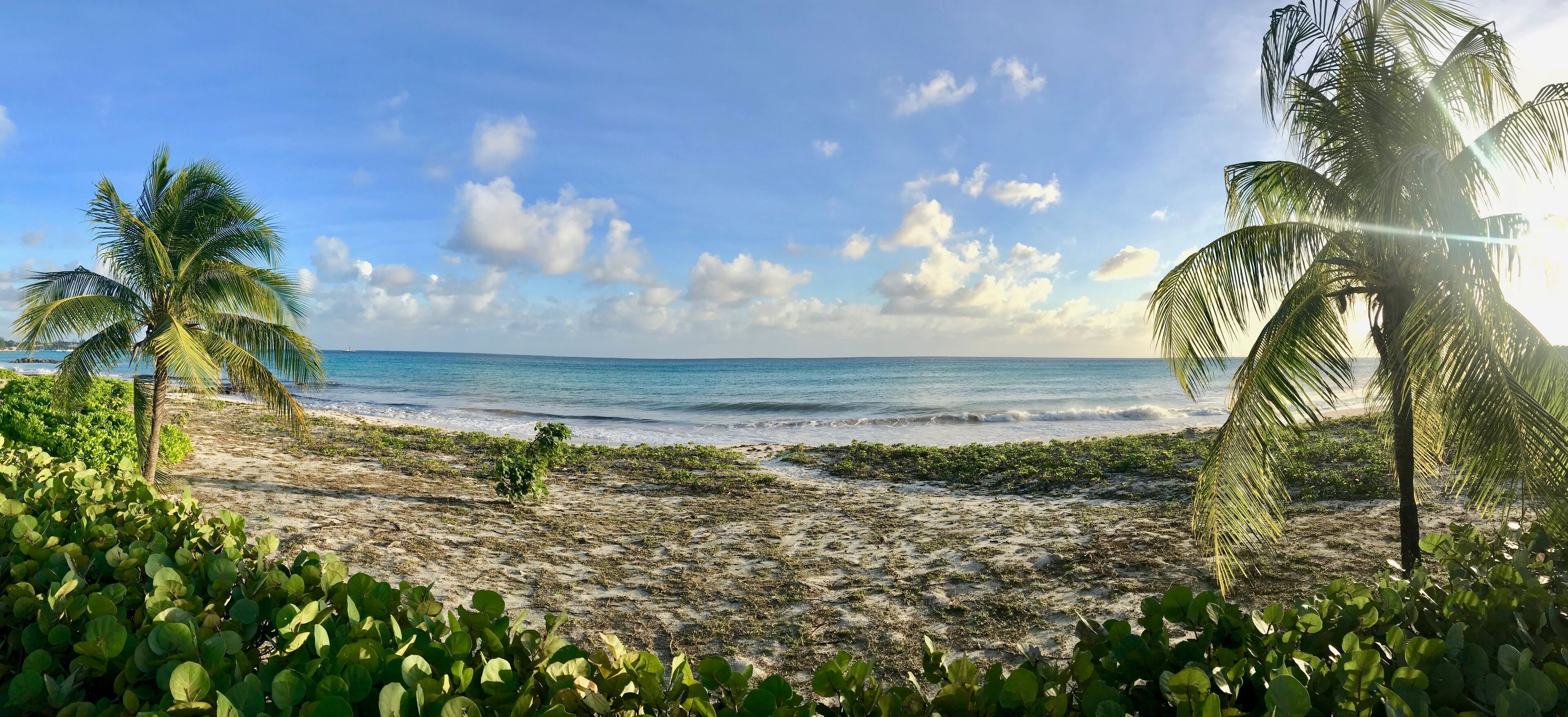 A beach with palm trees, ocean, and clear sky.