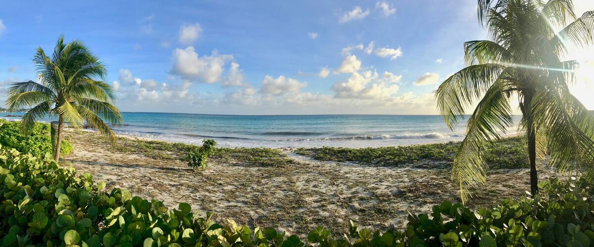 A beach with palm trees, ocean, and clear sky.