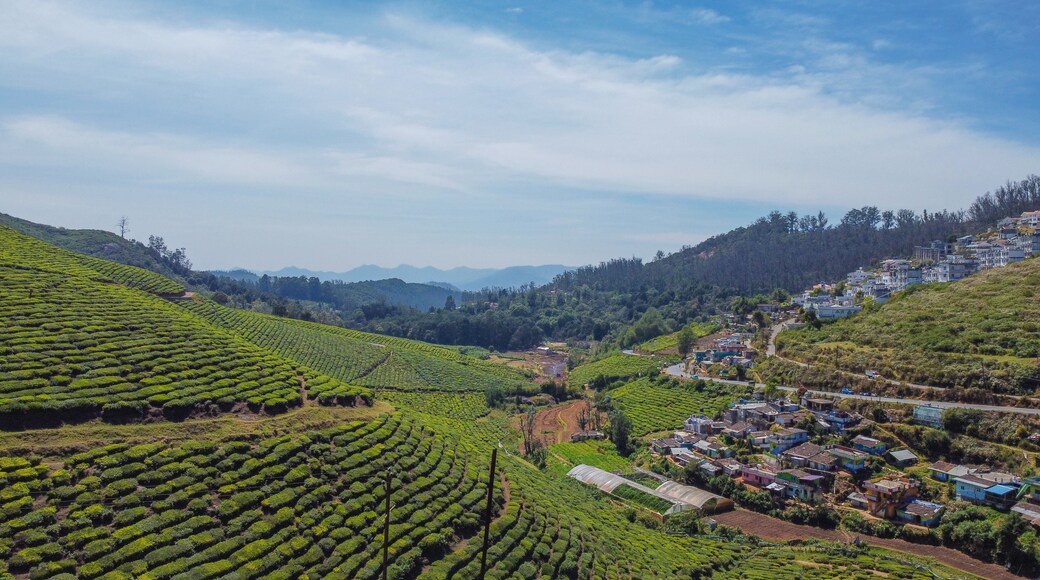 A view of Tea gardens located at Ooty Tamil Nadu, India.Lush greenery Landscape photograph of Nilgiri hills.