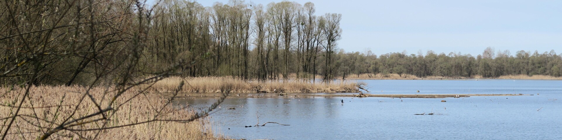 Um rio calmo com juncos secos e árvores ao fundo.