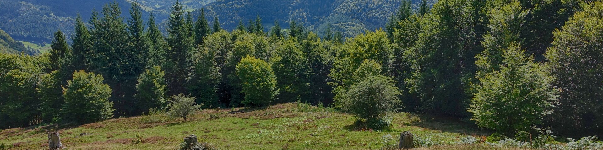 Felspartien der kleinen und großen Utzenfluh aus Präkulmgestein, Porphyren, Grauwacken und Biotitgraniten; interessante Flora und Fauna; bei Erweiterung 2011 wurden die umliegenden Weidfelder einbezogen.