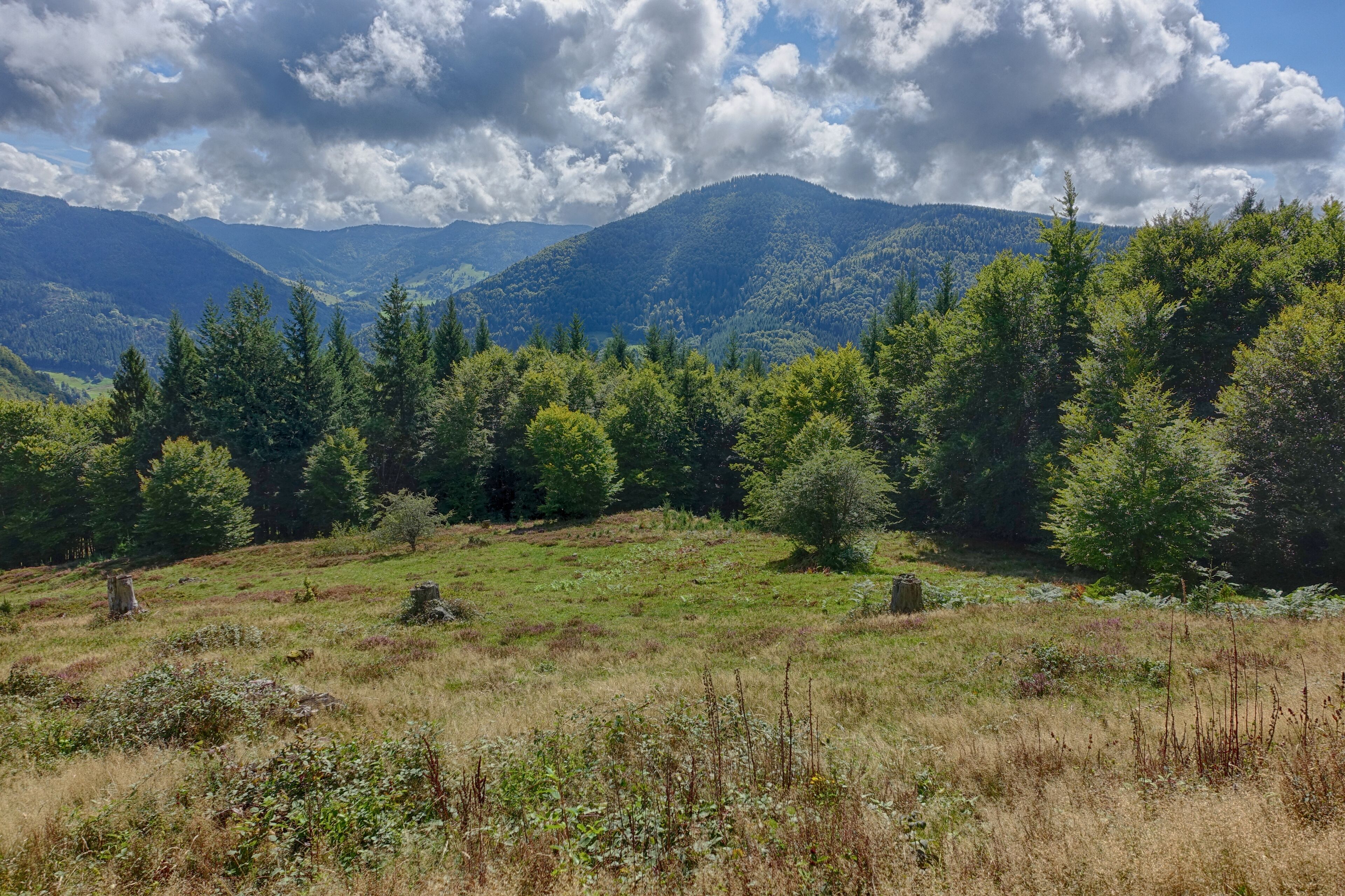 A mountainous landscape with dense forests and rolling hills.