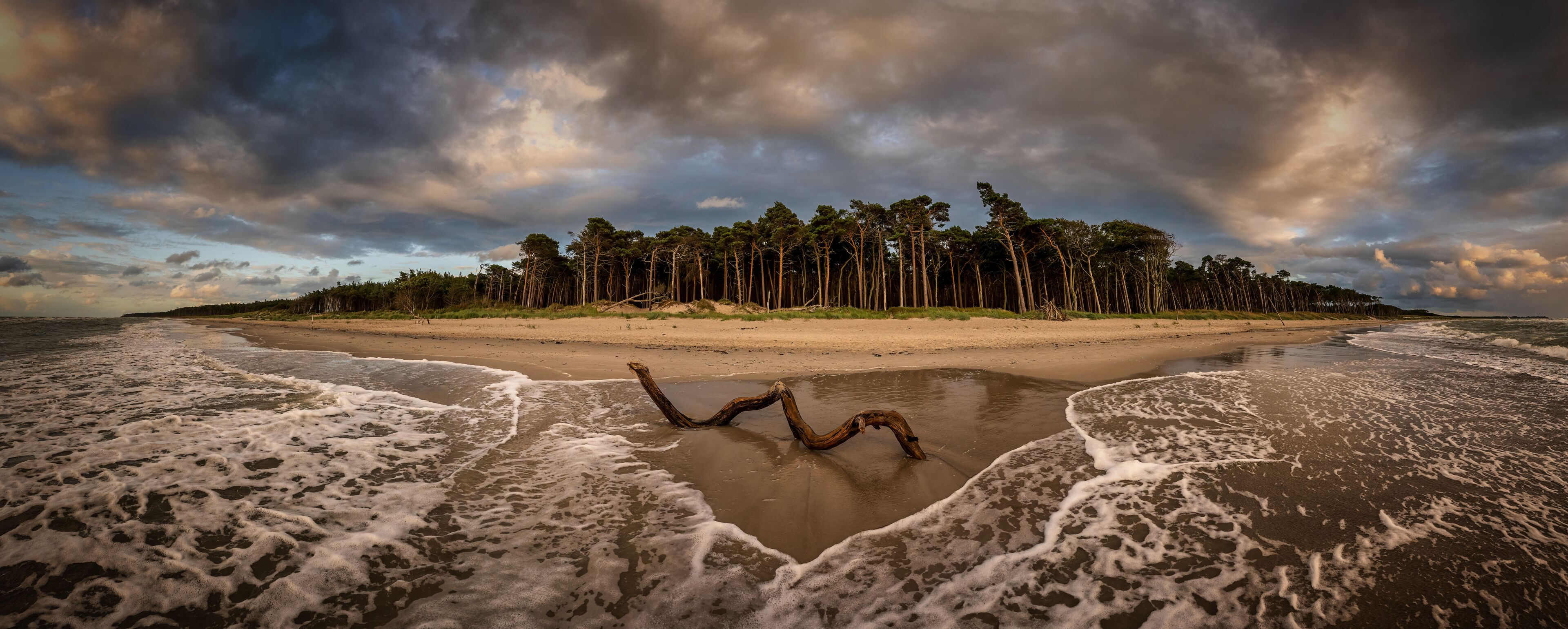 A beach with waves, a fallen tree, and a forest in the background.