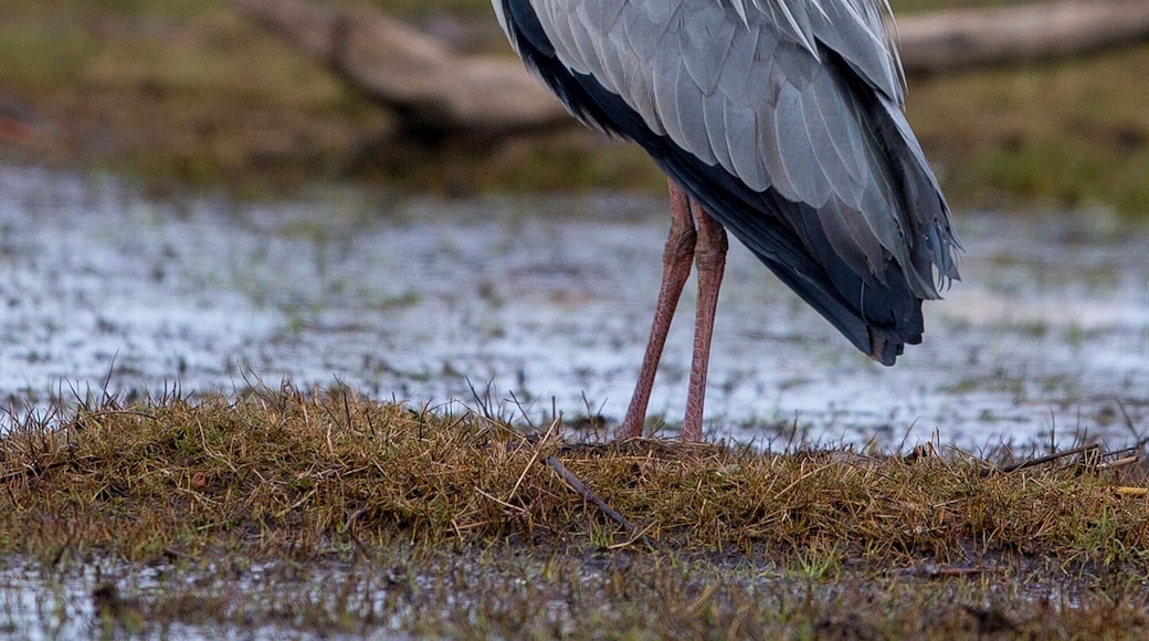 Grey Heron