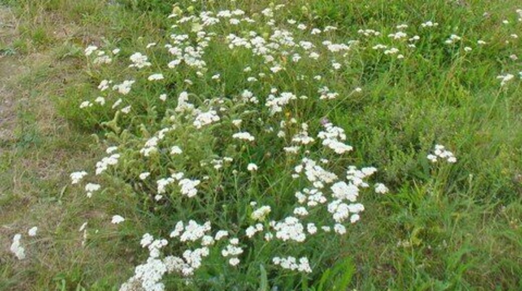 Schoenefeld - Mauerweg (Berlin Wall Way)