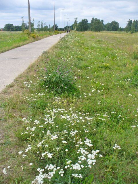 A paved path with wildflowers and grass, surrounded by trees and a cloudy sky.