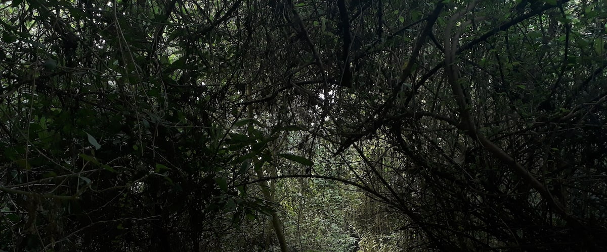 it's a small forest for bird.
u can see many bird here.