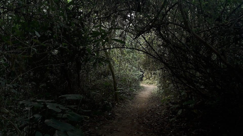 it's a small forest for bird.
u can see many bird here.