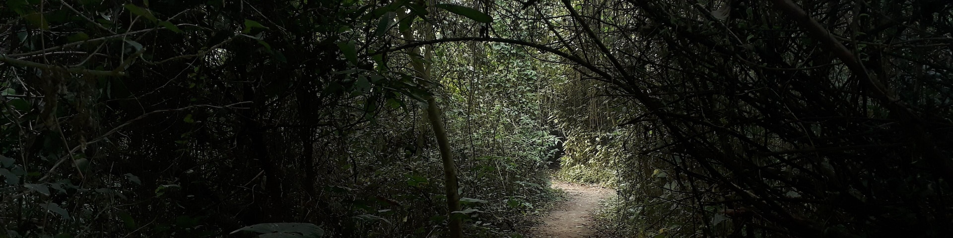 it's a small forest for bird.
u can see many bird here.