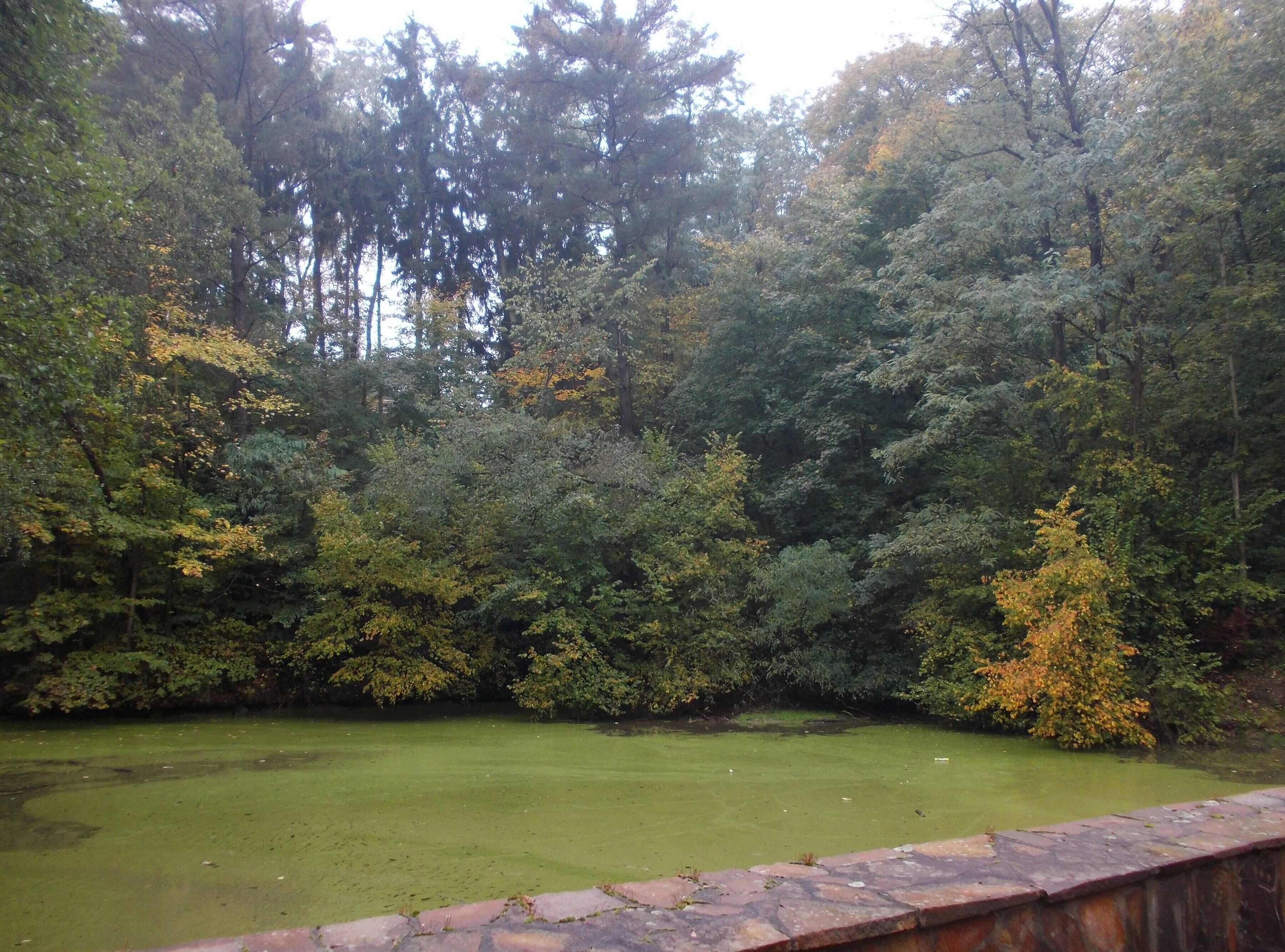 Pond in Döben (Groimma, Leipzig district, Saxony)
